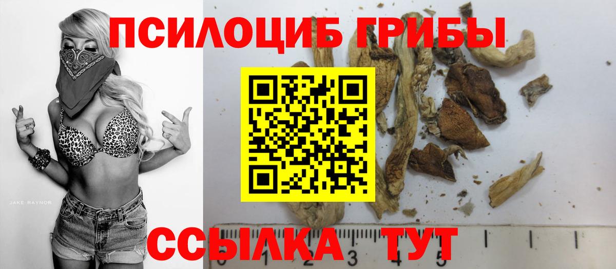 Псилоцибиновые грибы Psilocybe Чехов